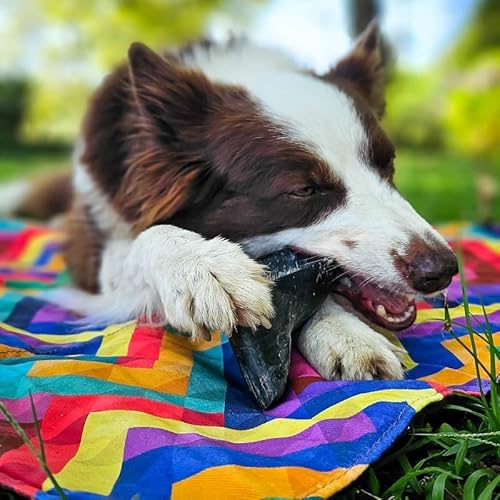 Casco Bovino com 10 Unid. Mordedor Natural para Cães - Opaparico