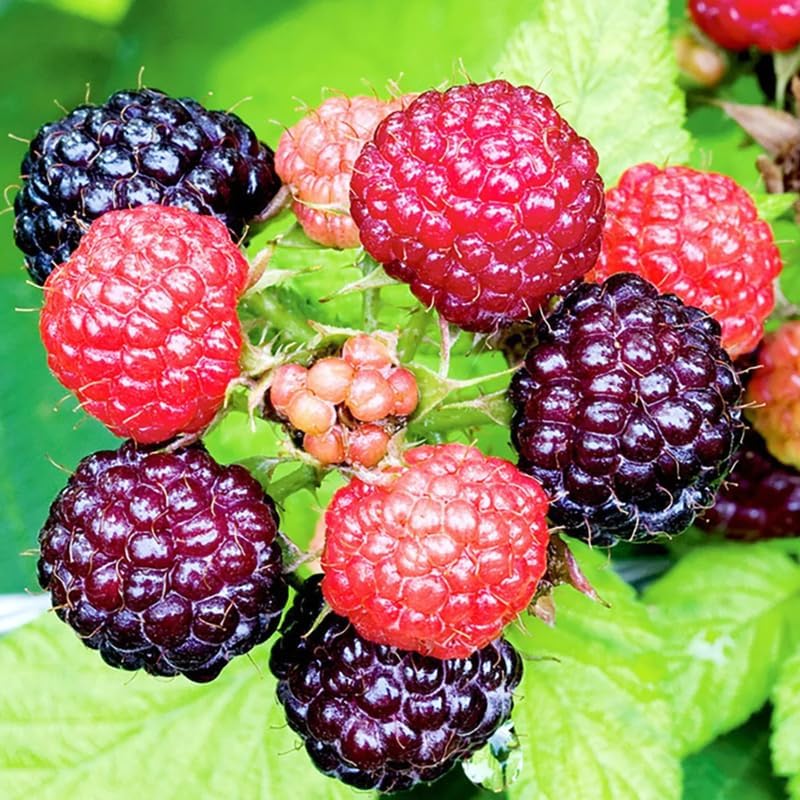 Raspberry Plant Live for Planting, Raspberry Bushes Live Plant Potted 1-2 Years Old, Edible Berries Plant, Raspberry Fruit Tree (Black Raspberry)