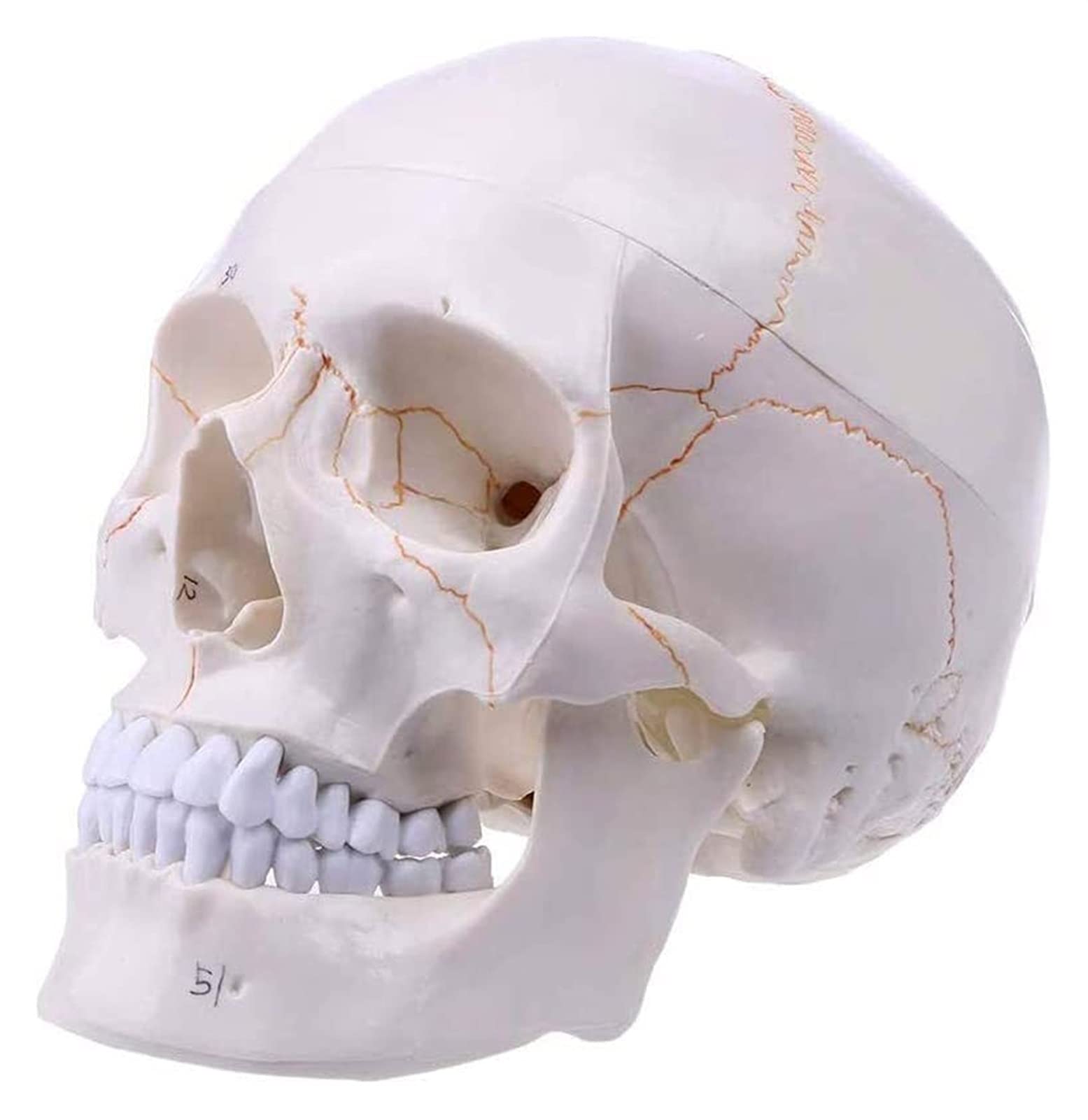 Modelo cráneo Conveniente del Modelo cráneo Humano Medicina Cráneo Anatomía Humana Anatomía anatómica Estudio Material didáctico Modelo Esqueleto