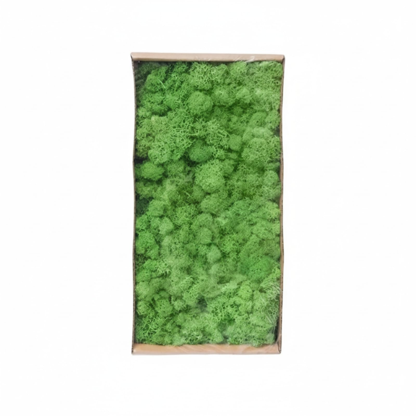Muschio Stabilizzato Resistente Muschio Decorativo Flessibile Piante per Decoratori, Verde 2