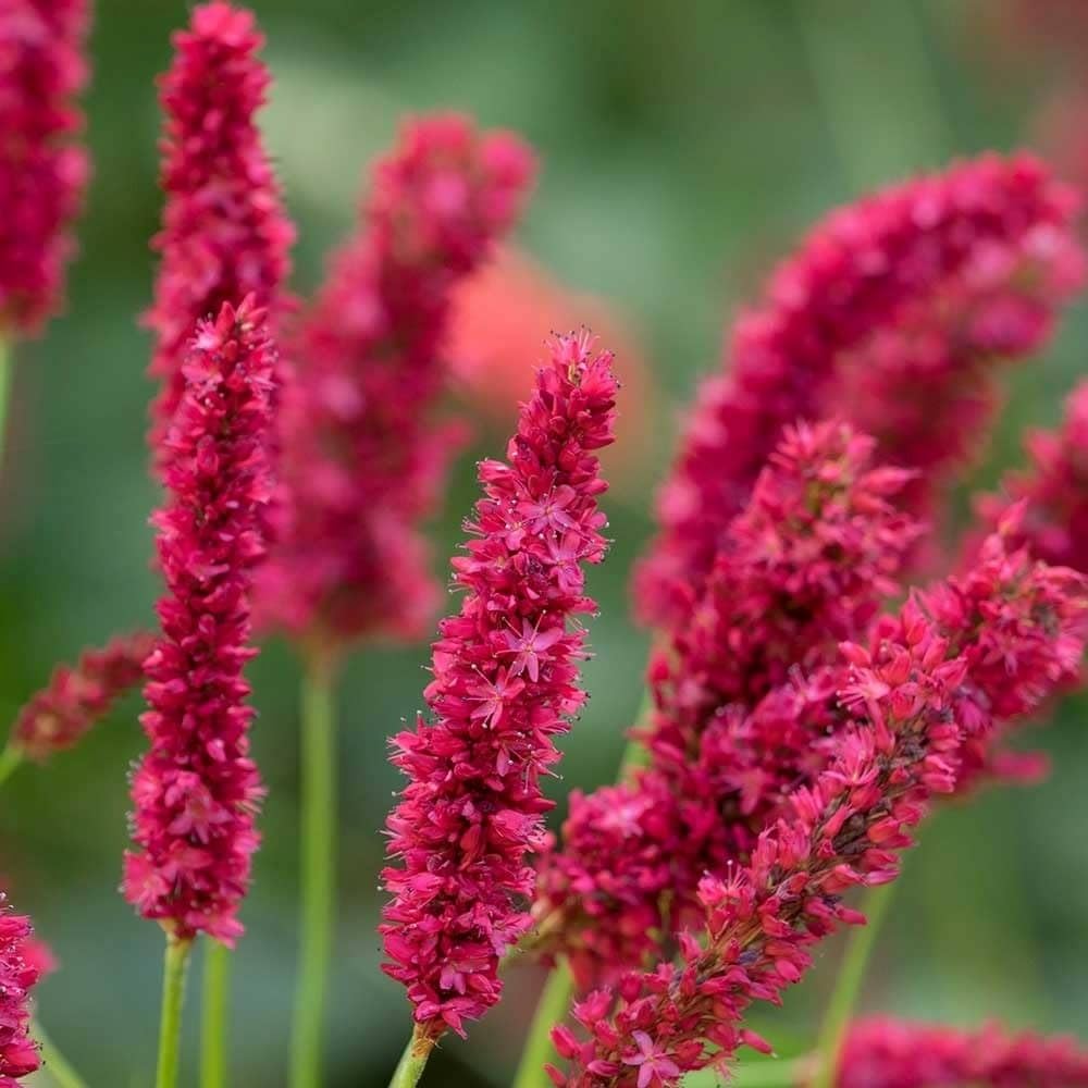 Plant Theory 9cm Pot Bistorta Amplexicaulis Fat Domino Persicaria Perennial