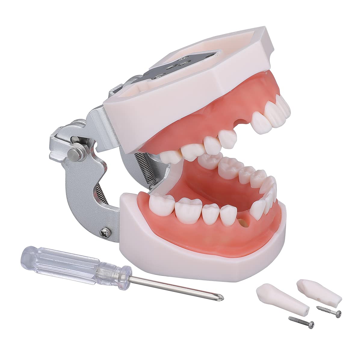 Dental Typodont Teeth Model - Practice Dentist Tooth Models for Dental Students Removable Teeth Suitable for Teaching Practice and Study with a Small Screwdriver