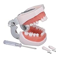 Vista 1 de Modelo de dientes dentales de Typodont – Modelos de dientes dentales de dentista para estudiantes dentales Dientes extraíbles adecuados