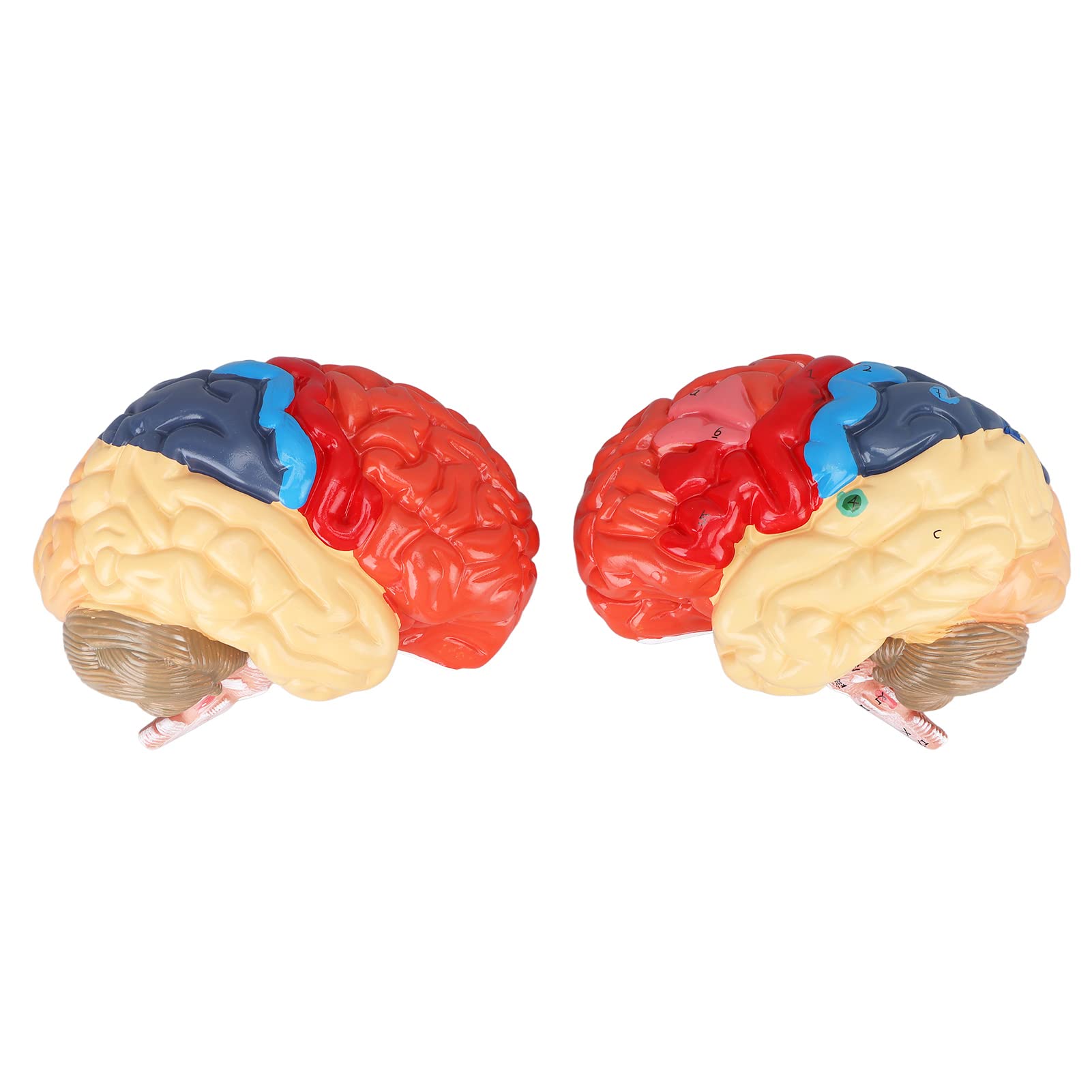 Buy Human Brain Model Indicator Diagram Partitioned Anatomical Brain