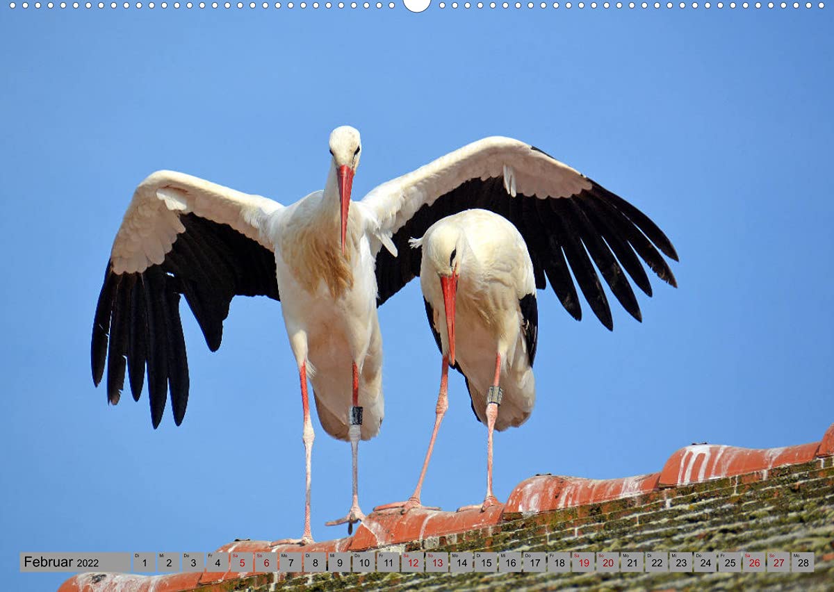 Zu Gast bei Familie Storch (Wandkalender 2022 DIN A2 quer): Störche ... gern gesehene Gäste in Deutschland (Monatskalender, 14 Seiten ) (CALVENDO Tiere)