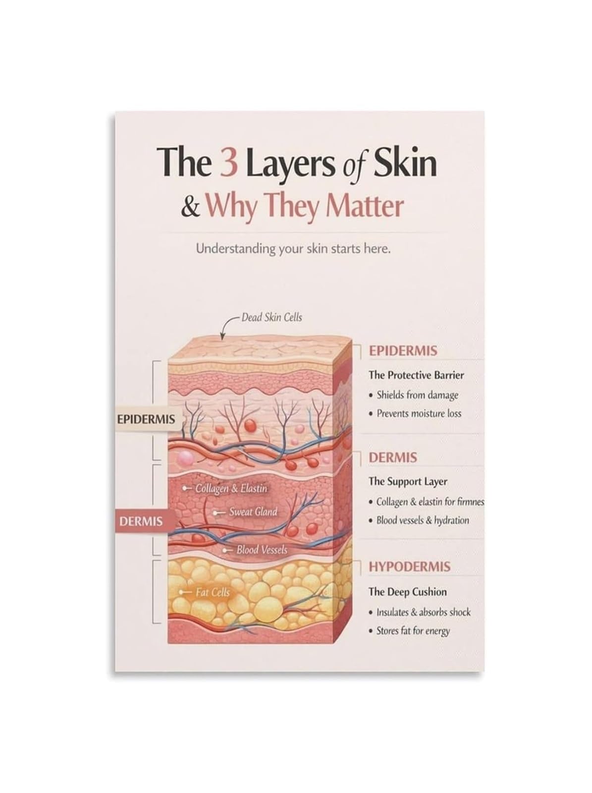 GYQYJPFZM Skin Anatomy Chart Poster Educational Wall-Art for Dermalogy Enthusiasts Spa Esthetician Clinic Decor Home Office Canvas Print(Framed,16x24inch(40x60cm))