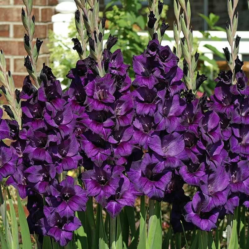 Votaniki Purple Flora Gladiolus Bulbs - Vibrant Blooms, Perennial Purple Flora Gladiolus Bulbs for Planting - Long Lasting Blooms - Fast Growing & Low Maintenance (12 Pack)