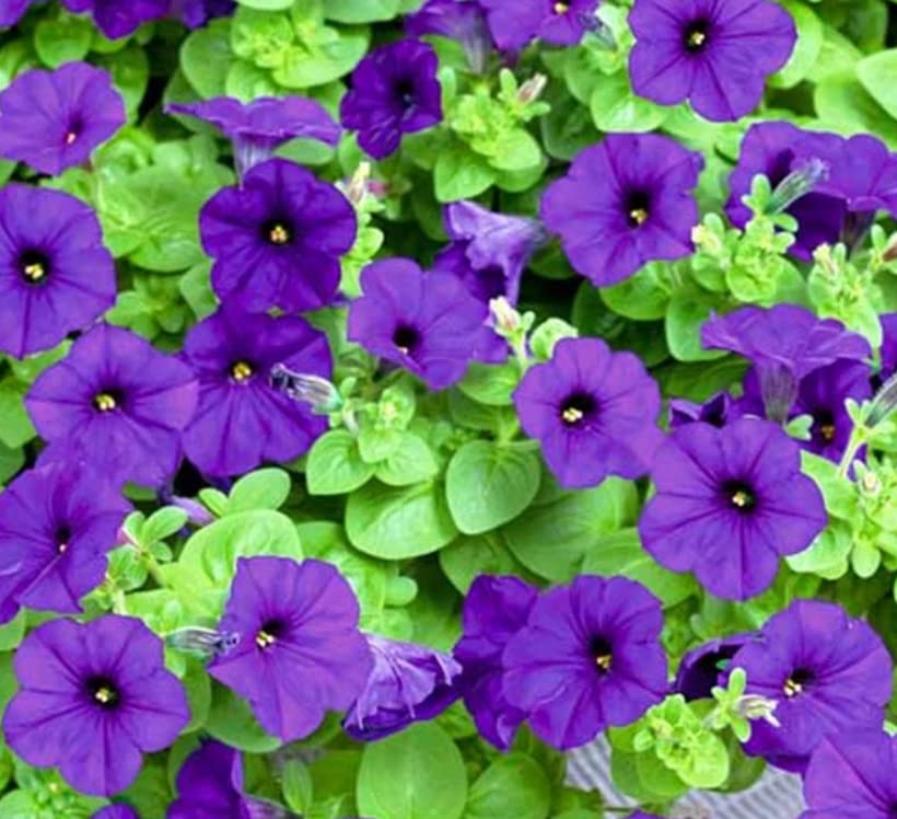 Vinca Art Winter Flower Petunia Royal Blue Seeds Pack For Indoor Outdoor Flower Plants - Flower Seeds For Gardening Germination Seeds For Home Gardening Pots (B0BGQ2N7Z6) Amazon Price History, Amazon Price Tracker