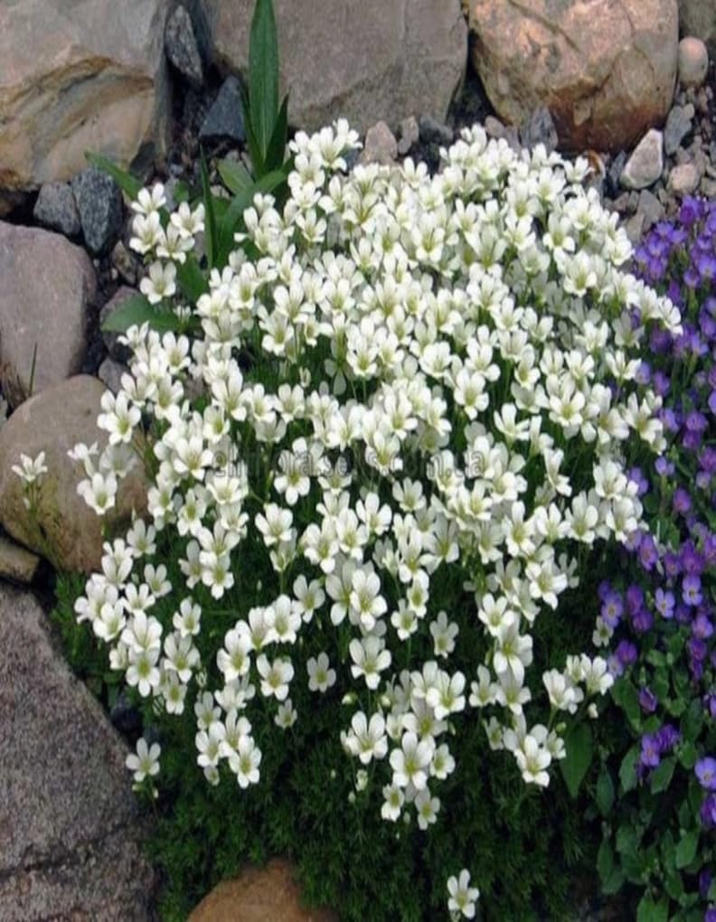 Garthwaite Nurseries® Saxifraga White, Potted Living Plant, 1 Litre, Outdoor, Partial Shade, Spring Blooms