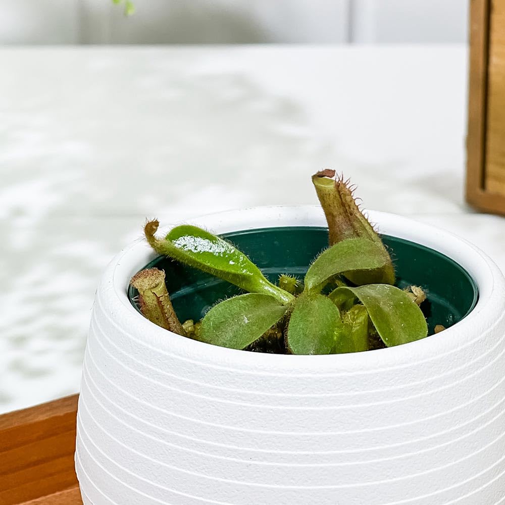 Amazon｜PLANCHU 食虫植物 ネペンテス ビーチ系 ハイブリッド 3号丸鉢