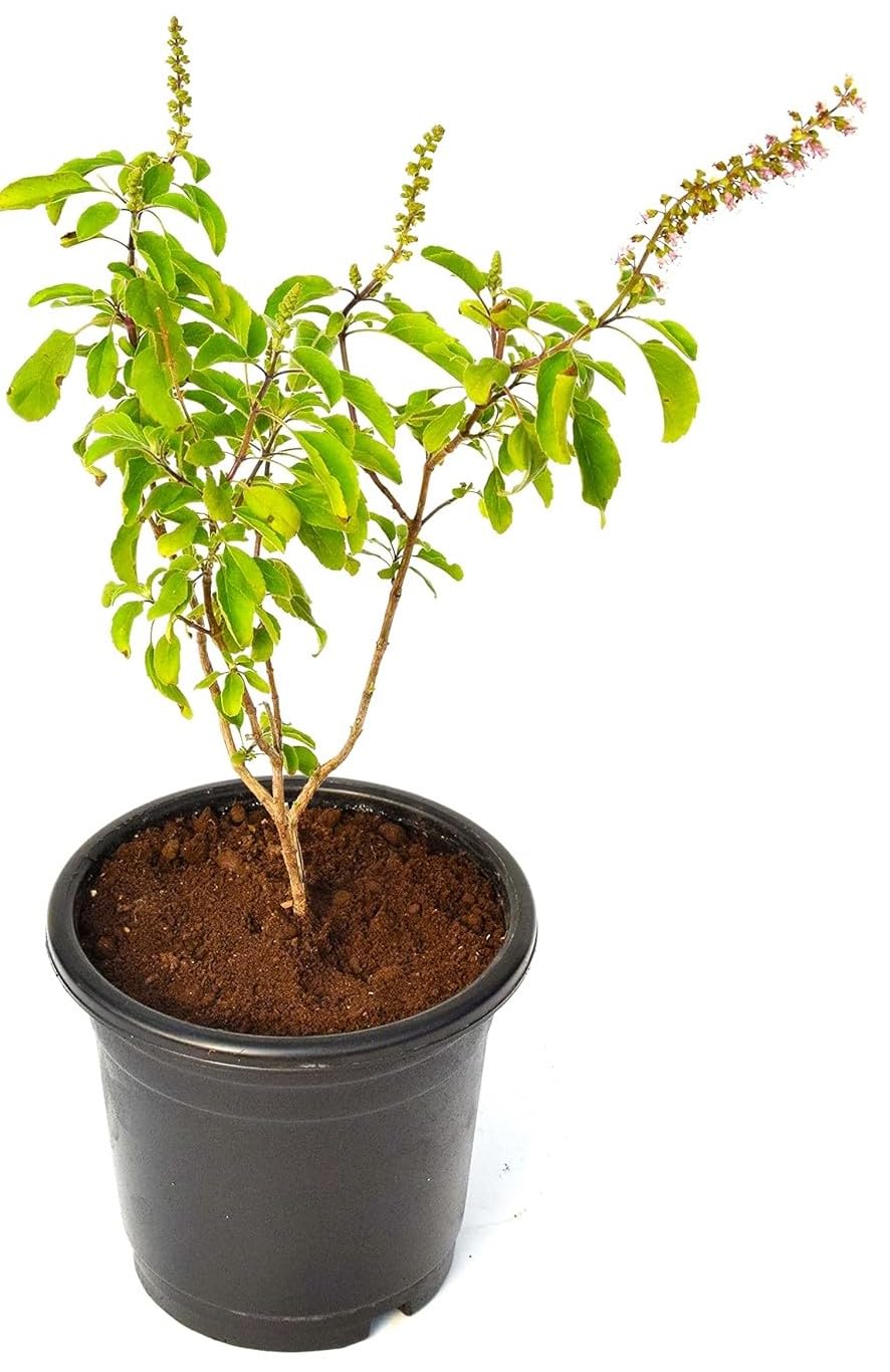 India Gardening Ayurvedic Rama Tulsi Plant | Green Tulsi Live Plant With Plastic Pot Pack of 1 | The Holy Basil Plant | Herbal Medicinal Tulsi Plant | Holy Rama Tulsi Plant | (B0BSX9BZ78) Amazon Price History, Amazon Price Tracker