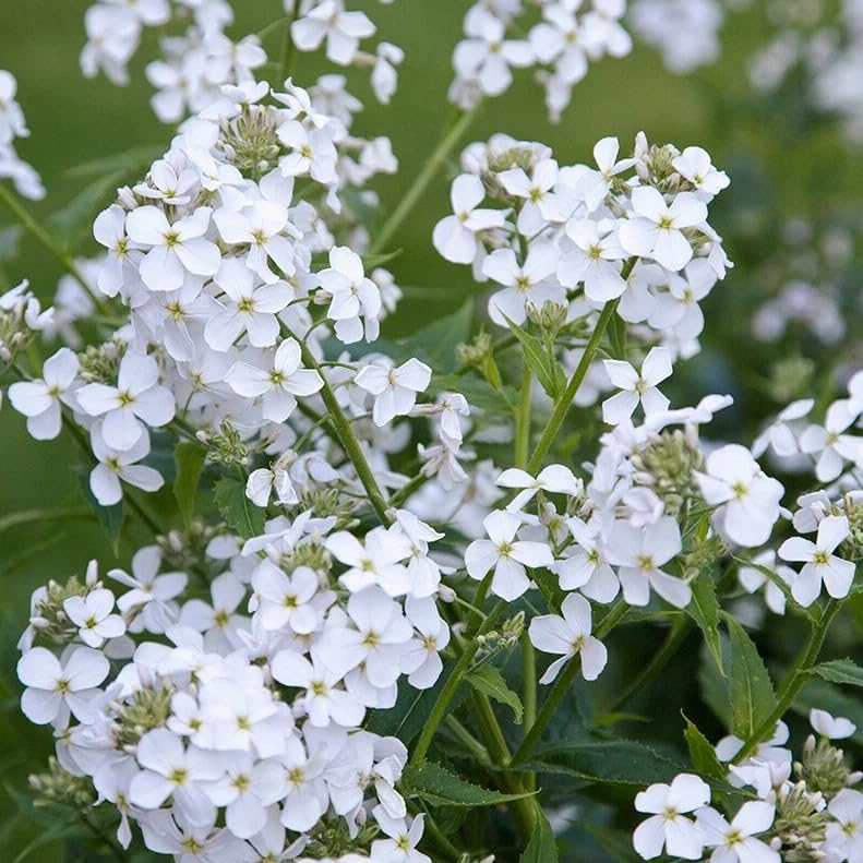 1 Pack of 1g (Approx 500) SEEEDS White Sweet Rocket - Hesperis matronalis