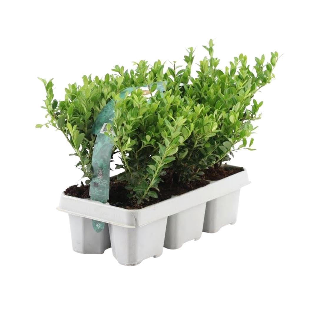 thuja gelb grün Thuja occidentalis 'Aurea Nana' Solitär main image 0
