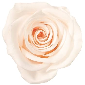 Amazon｜大地農園 プリザーブドフラワー ローズ·いずみ·カラー