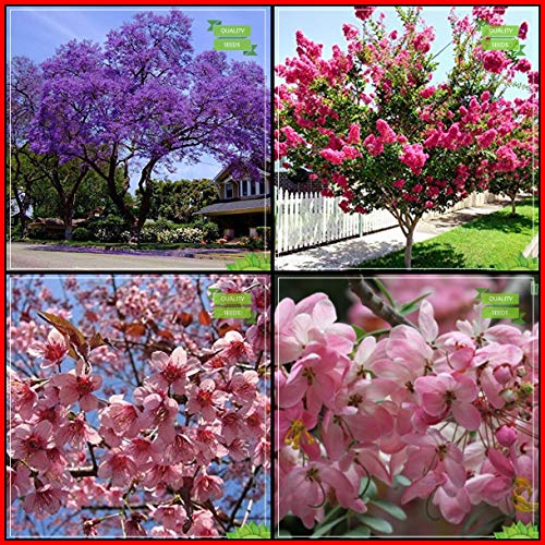 Creative Farmer For Garden Combo Tree Seeds : Jacaranda, Queen Crape Myrtle, Himalayan Cherry, Apple Blossom Tree Seeds For Gardening