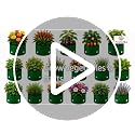 Image of Grow Bags for Terrace Gardening, Premium HDPE Green-Orange Large Planters for Fruit Trees, Vegetables, Flowers & Home Garden Pack of 7(15x15)