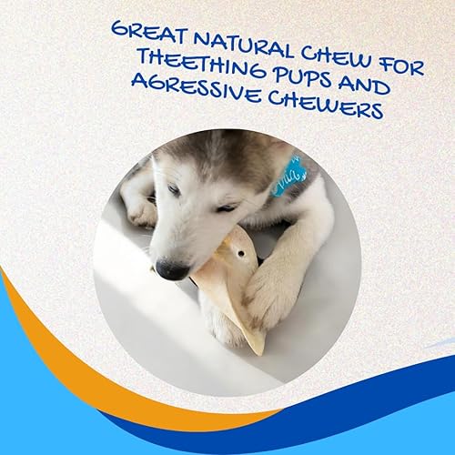 Miniatura 6 de Brazilian Pet Orejas de vaca 100% naturales (paquete de 50) masticables para perros Prime, más de 5 pulgadas de ganado alimentado con pasto, sin