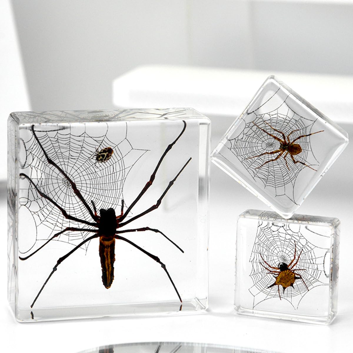 Ksvmoag Transparent Insect In Resin Specimen,Bugs Collection Paperweights Spiders Specimen For Kids Bug Preserved In Resin For Scientific Education (3 Spider Specimens)