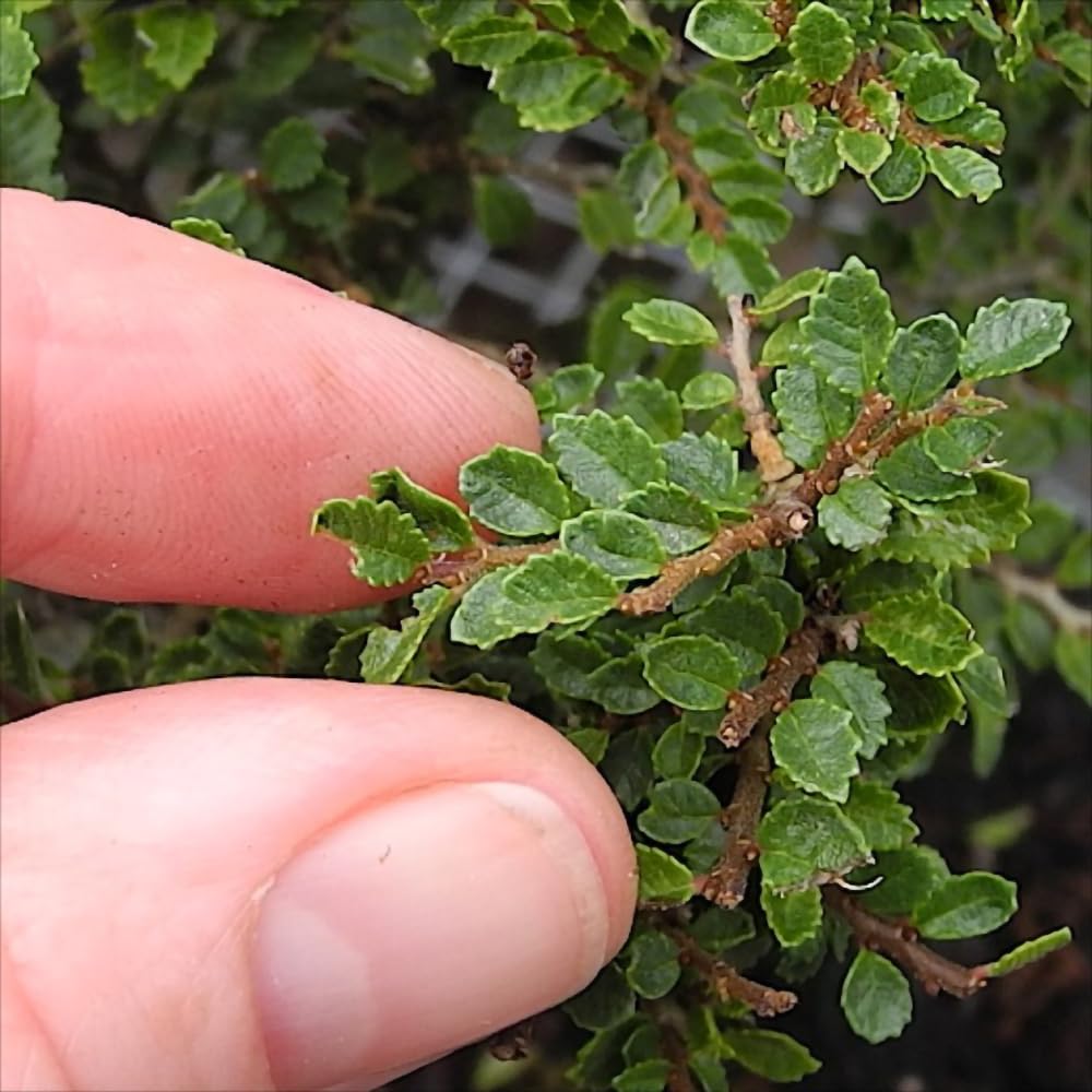 Seiju Dwarf Chinese Elm