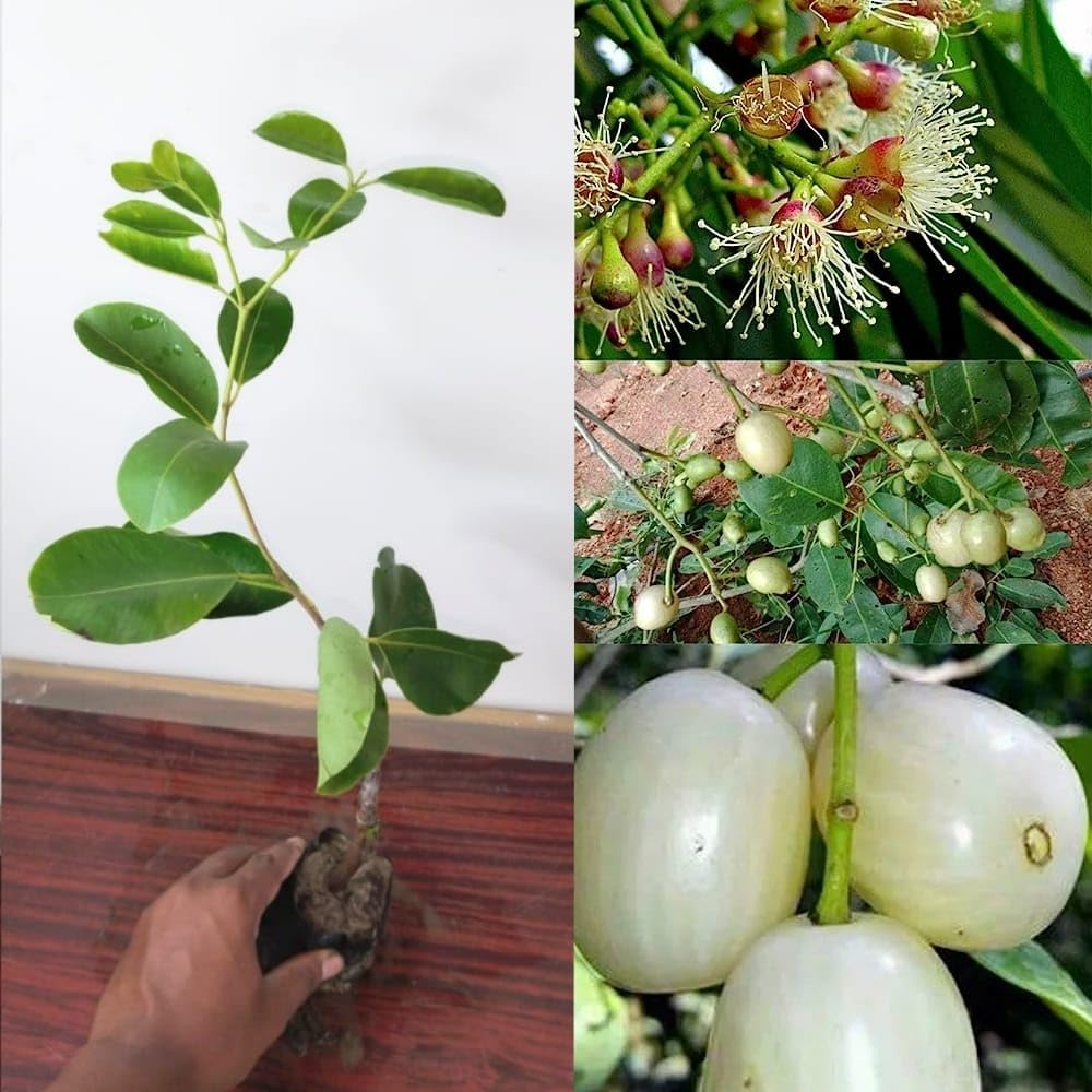 See full amazon price history chart for Golden Bloom Thai White Jamun Grafted Fruit Plants White jamun Plant Tree Pack Of 1 Live Plant (plant Height 1-1.5 FT) Next Year U Get Fruits Golden Bloom Thai White Jamun Grafted Fruit Plants White jamun Plant Tree Pack Of 1 Live Plant (plant Height 1-1.5 FT) Next Year U Get Fruits (B0BRKHZVXZ) Amazon Price History, Amazon Price Tracker