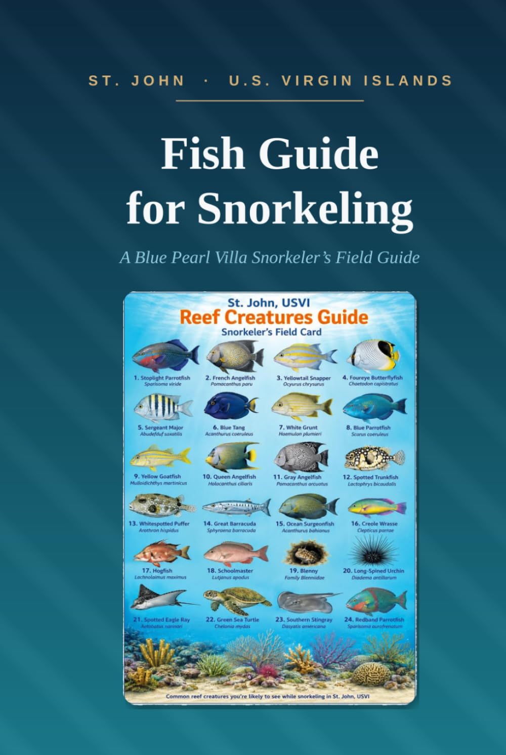 ST. JOHN U.S. VIRGIN ISLANDS: Fish Guide for Snorkeling: A Blue Pearl Villa Snorkeler's Field Guide