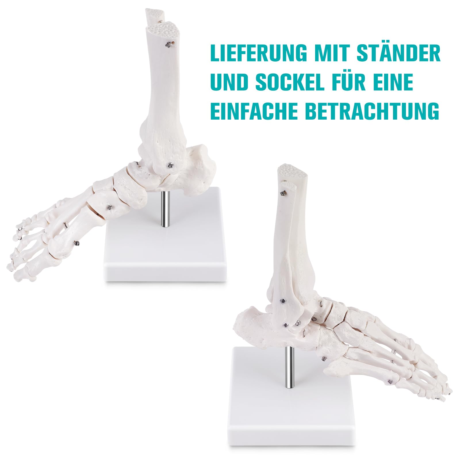 ERWEY Model kostki, naturalnej wielkości, ze statywem, modelem kostki, modelem ludzkiej stopy i kostki, model szkieletu prawej stopy, anatomia medyczna i model szkieletu.
