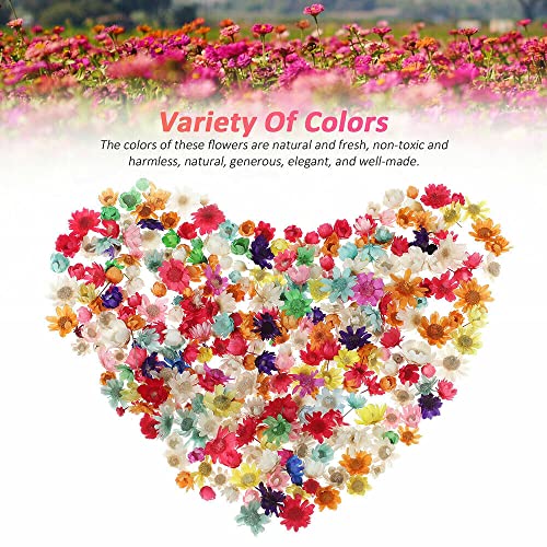 710 pcs Flores secas para manualidades DIY miniatura 6