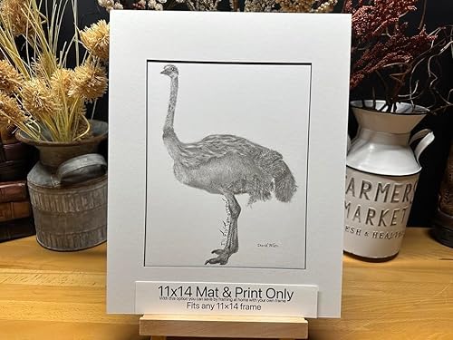 Ostrich Bird Africa Nature Wildlife Graphite Pencil Art Sketch Drawing Print Picture Limited Edition  'I'll Fly Tomorrow' by David Allen (11x14 Mat