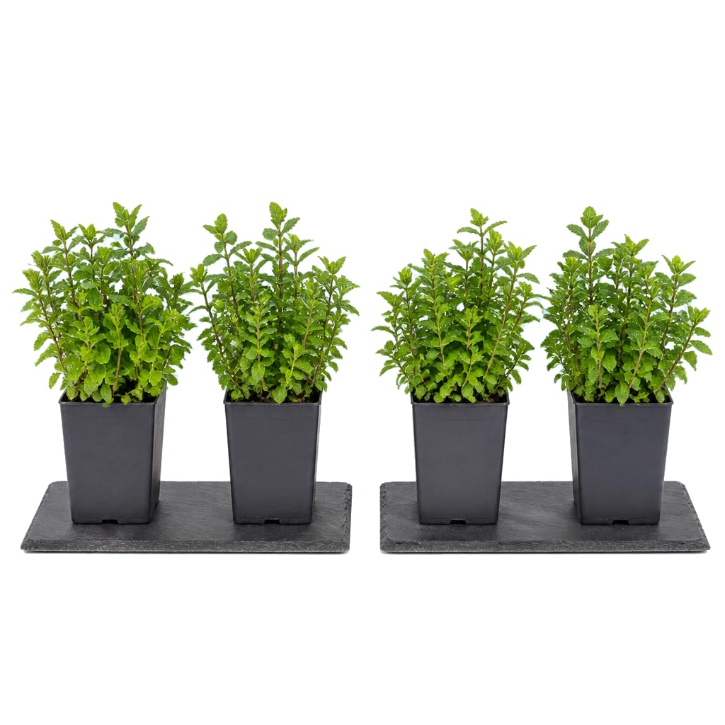 Mentha Spicata - DECOALIVE - Hierbabuena para Mojito - Lote de 4 Plantas - 25-30 cm de Altura - para Jardín Doméstico