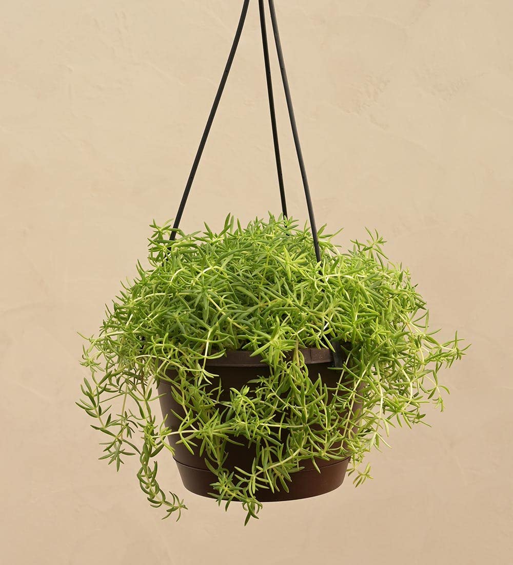 UGAOO Sedum Golden Natural Live Indoor Plant with Hanging Pot (B0B74PTBFS) Amazon Price History, Amazon Price Tracker