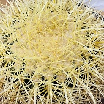 Amazon.co.jp: サボテンの王様 金鯱 8号鉢 大型 観葉植物 多肉植物 金