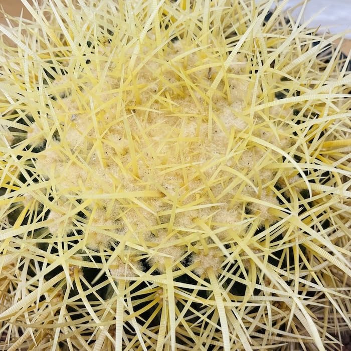 Amazon.co.jp: サボテンの王様 金鯱 8号鉢 大型 観葉植物 多肉