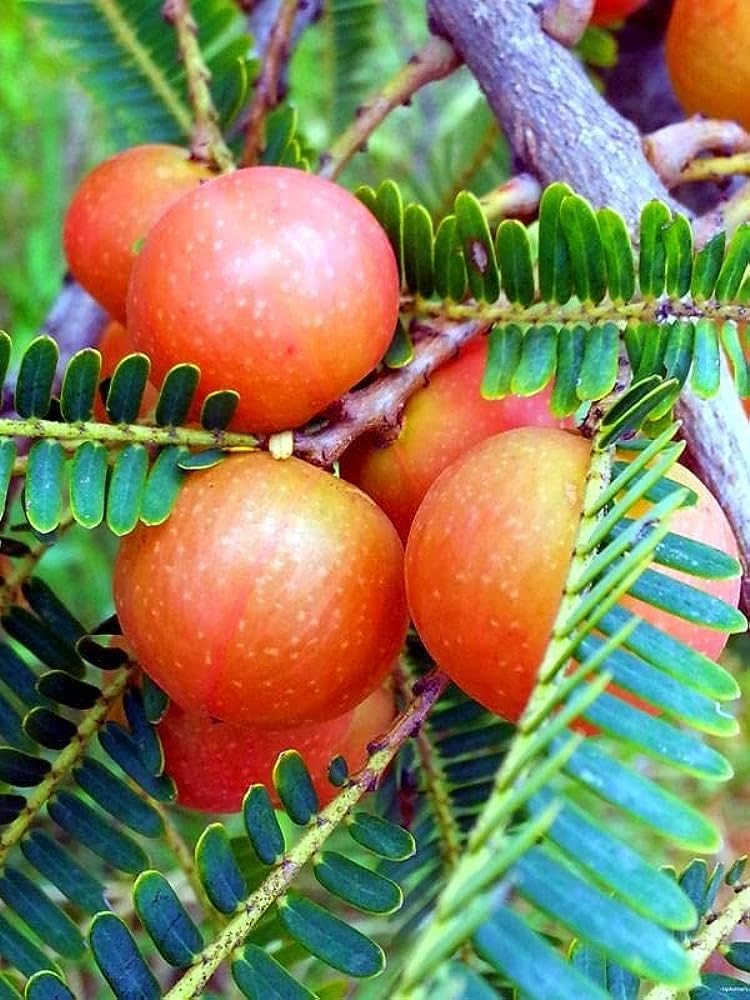 Greenlifelive Thai Red Amla Grafted or clone hybrid - 1 Healthy Live Super Yielding Early Fruting Thai Red Amla Fruit Plant (B0CV7YRNF6) Amazon Price History, Amazon Price Tracker