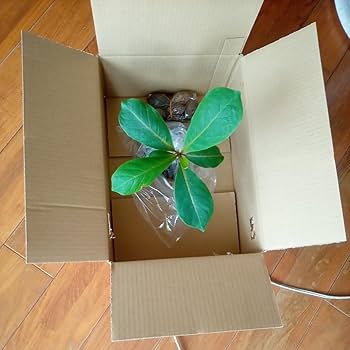 Amazon.co.jp: モモタマナ90日育成1株 屋内様に改良した苗 土付き種5個