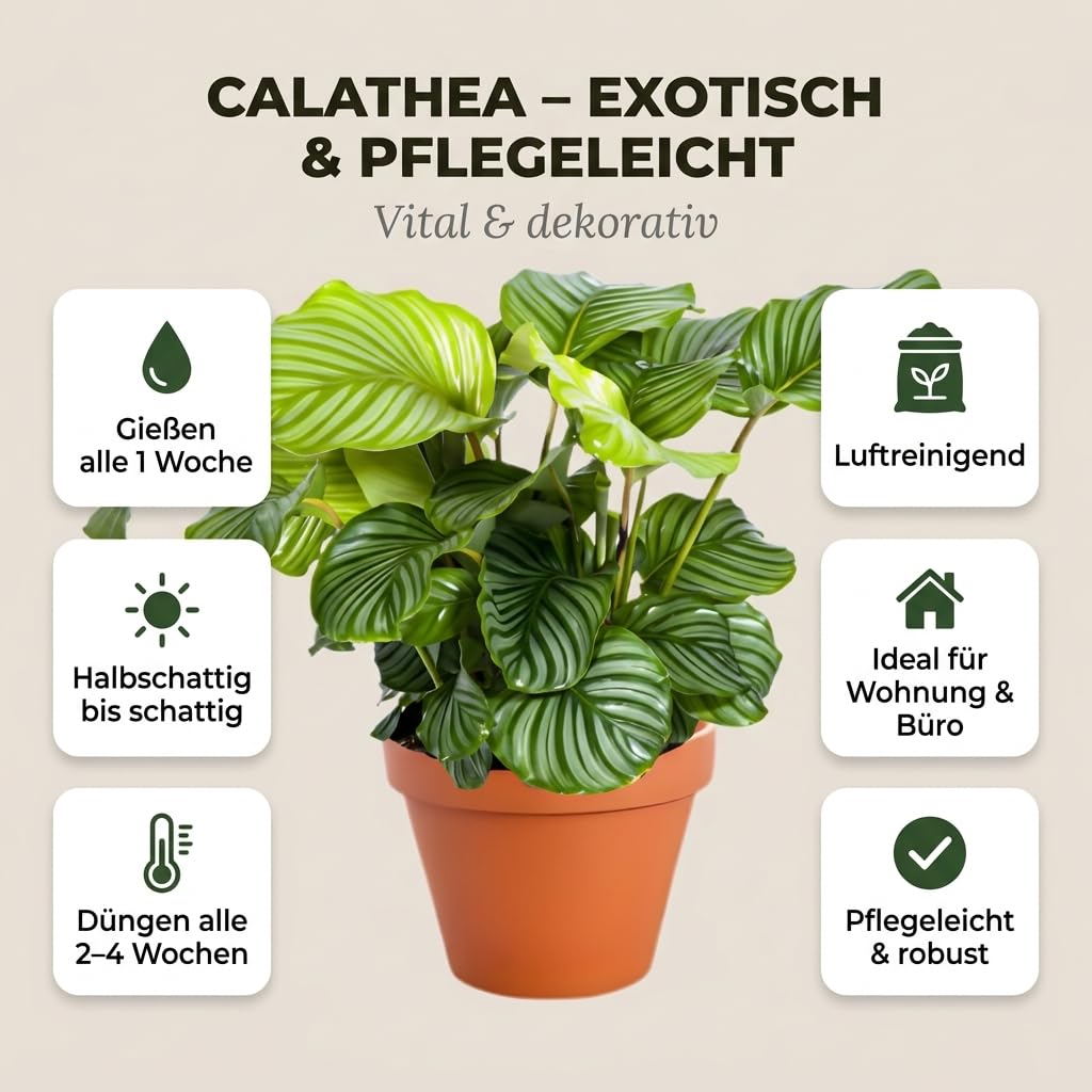 Blume Ideal Kalathea + 4 x cynkowa doniczka | Kalathea | ok. 40-50 cm | Ø 12-15 cm doniczka | łatwe w pielęgnacji rośliny pokojowe do mieszkania i biura | jakość profesjonalnych roślin | idealne