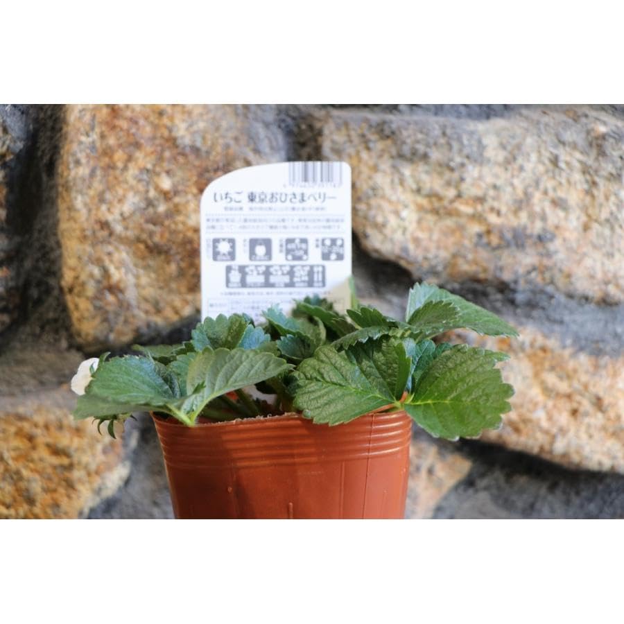 Amazon.co.jp: イチゴ苗 東京おひさまベリー 4号ポット苗 1株