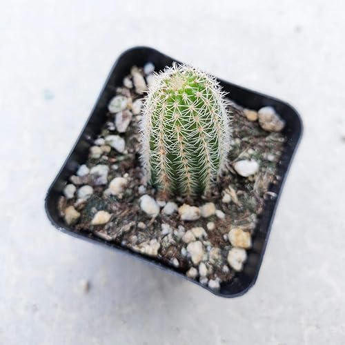 Miniatura 2 de Caja de éxitos  Colección única de plantas de cactus vivas, seleccionadas a mano, variedades raras para regalo o decoración del hogar.