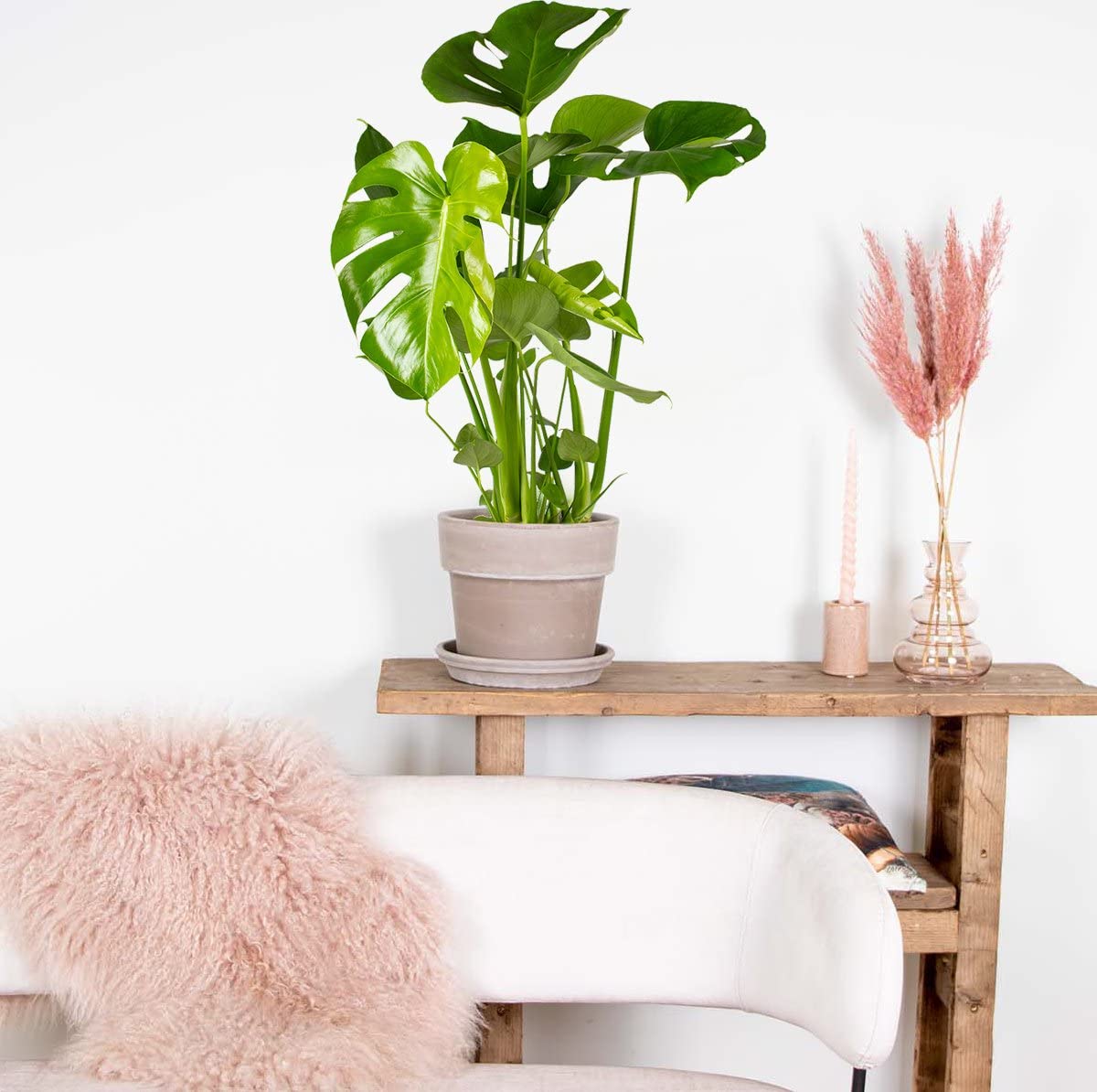 DECOALIVE Planta de Interior Natural Monstera Deliciosa Planta Resistente y Fácil de Cuidar