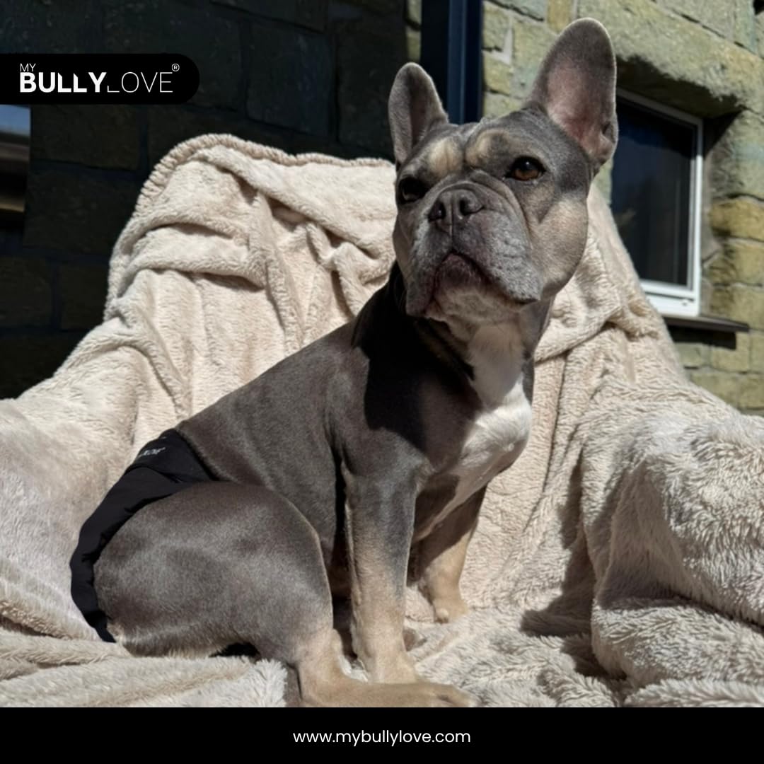 Läufigkeitshöschen für Französische Bulldoggen – Wiederverwendbare Hundewindel ohne Rutenloch, handgefertigt & stufenlos verstellbar (Groß (49-53cm Hüftumfang), All Black)