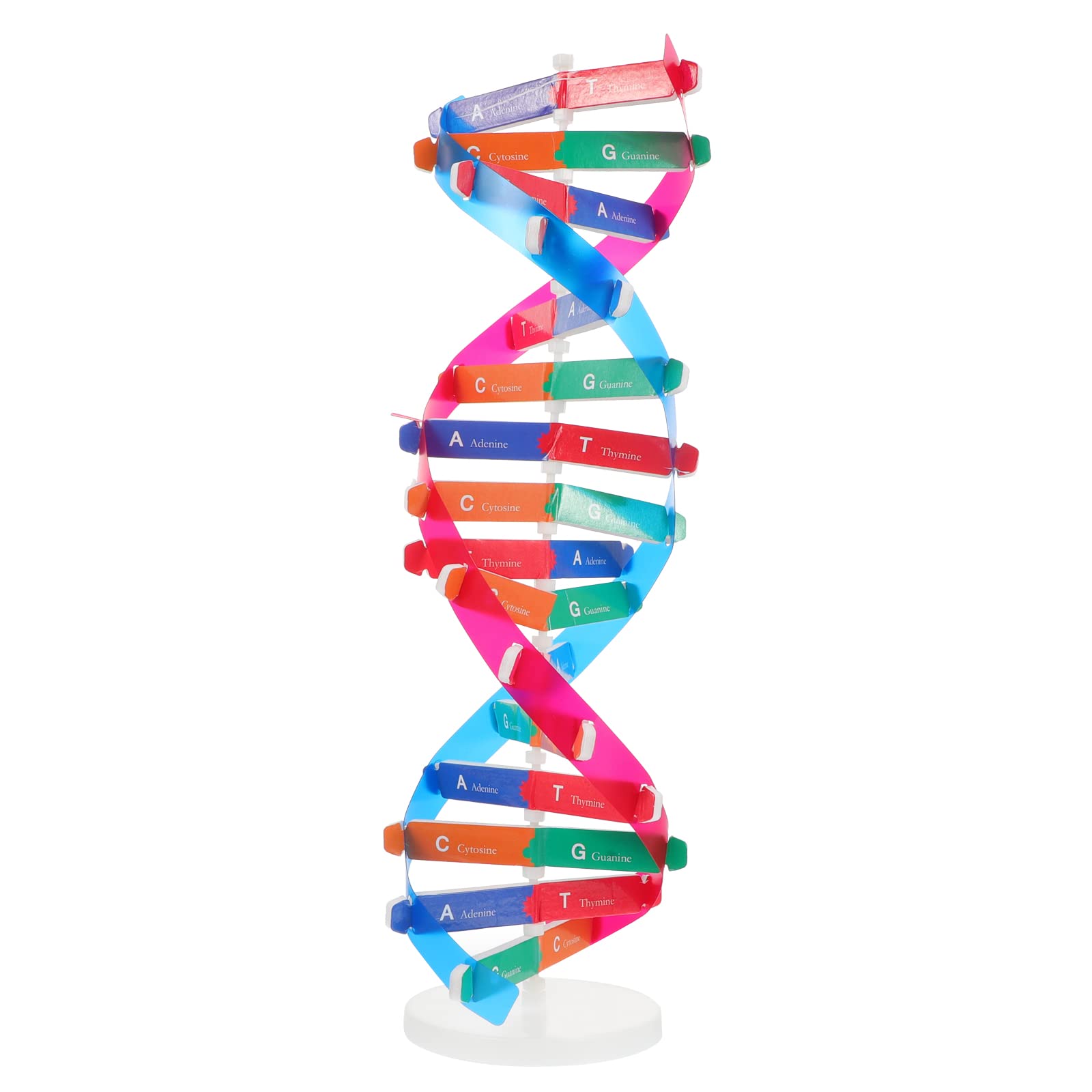 Hemobllo Double Helix Model DNA Model Science Educational Instrument Assembly Toy