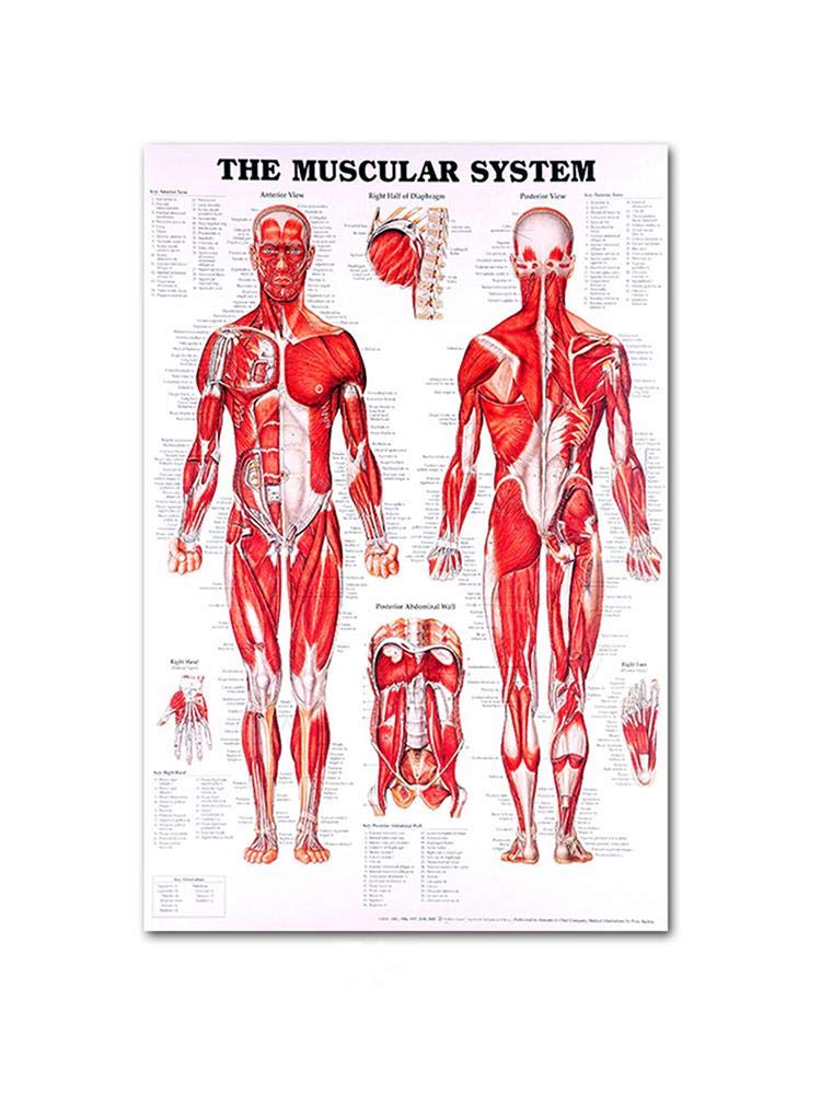 SmarTopus Muscular System Anatomical Poster, Muscle Anatomy Chart, Human Anatomy Poster, Muscle System Teaching Medical Decorative Poster (20 X28)