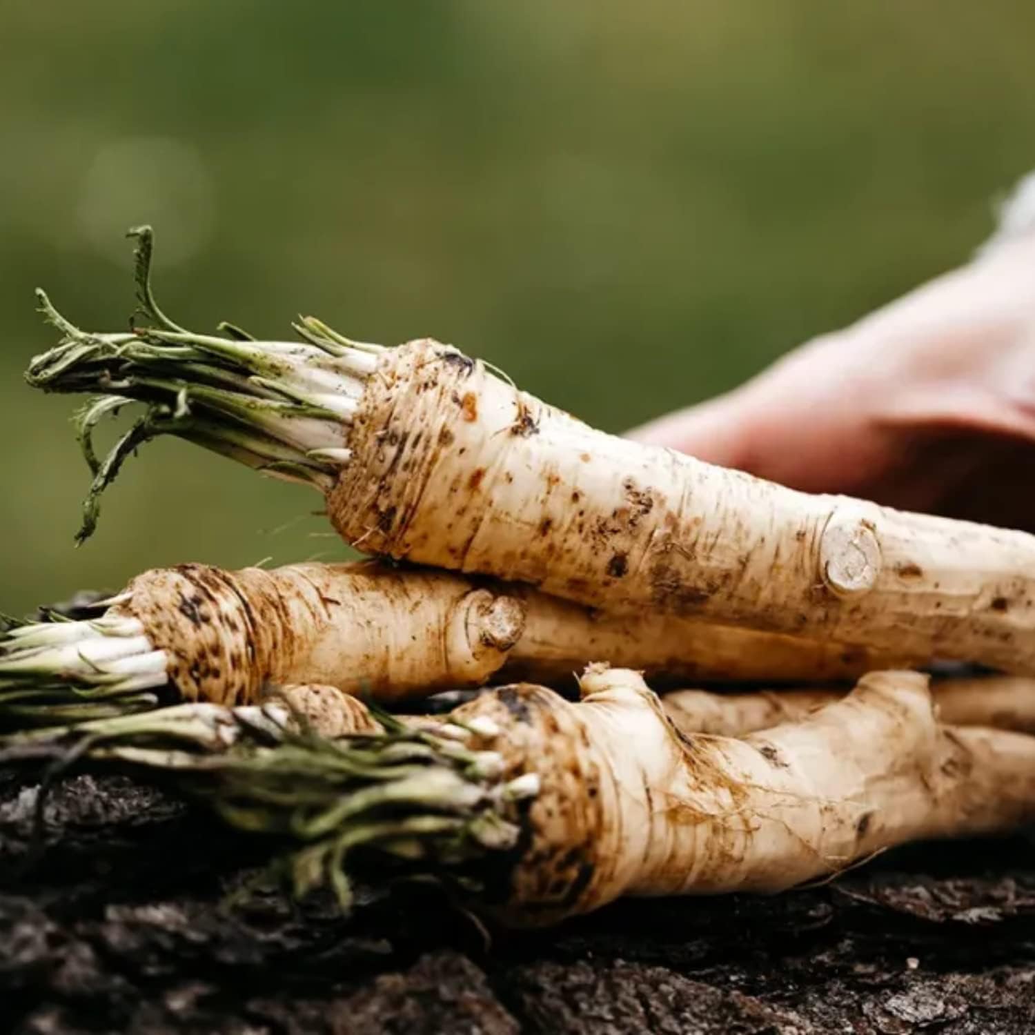 1 Horseradish Roots for Planting, Horseradish Crown Easy