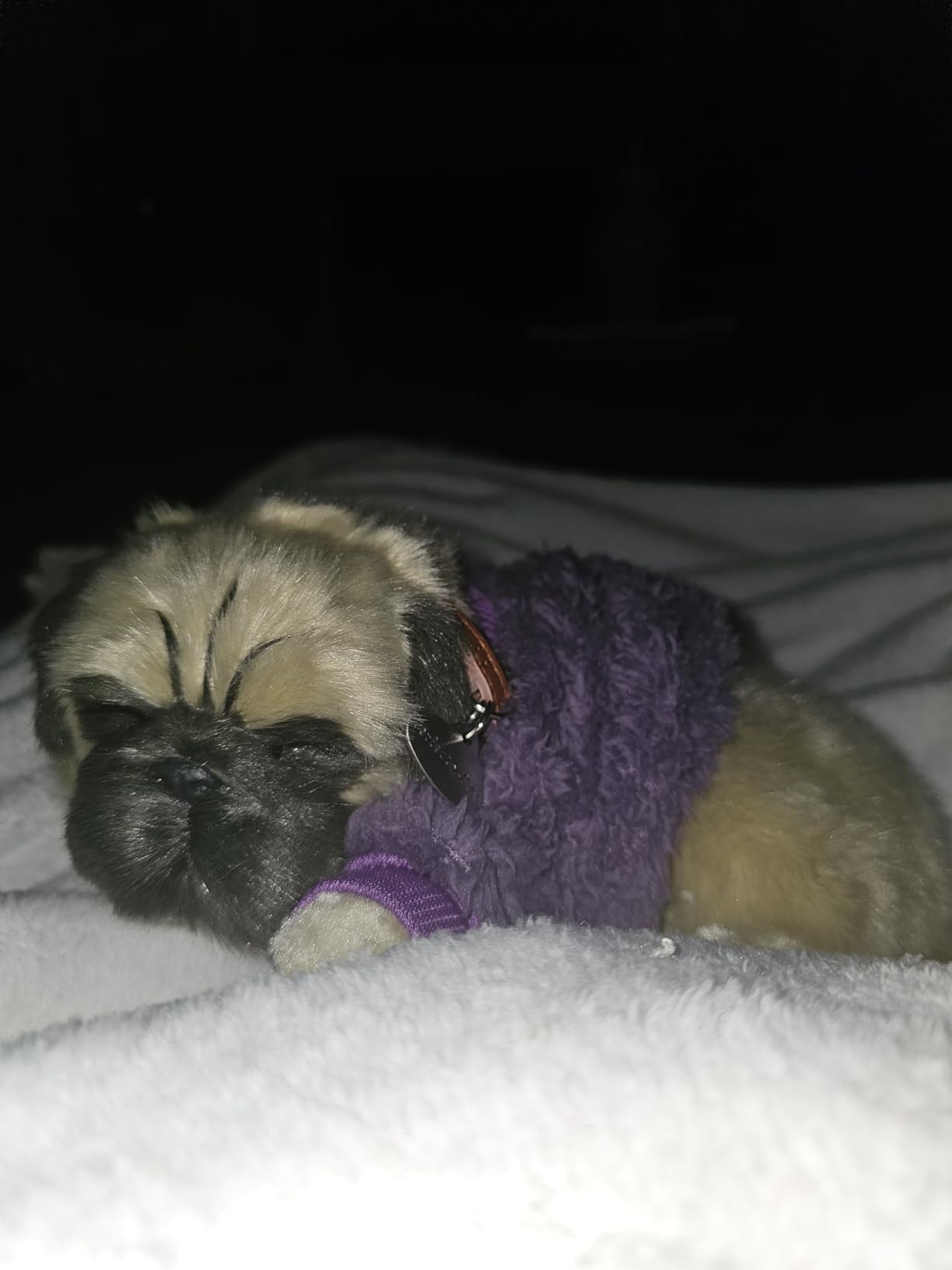 Original Pug Perfect Petzzz