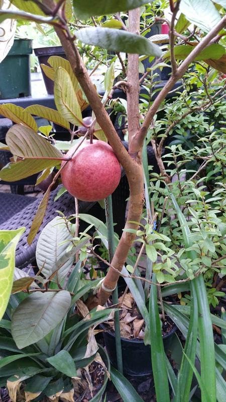 Image of Natura GreenHouse 1 Live Red Malaysian Guava Amrud Plant hybrid all seasons Height 1.5-2 FT (Malaysian Red guava)