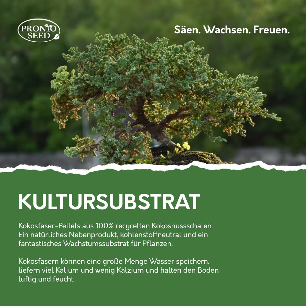 Pronto Seed – Kit zum Züchten eigener Bonsai-Bäume mit 5 Sorten Bonsai-Samen – Set für Indoor-Anzucht mit nachhaltiger Verpackung – Geschenk für Mann, Frau – anfängerfreundlich (Bonsai-Kit)