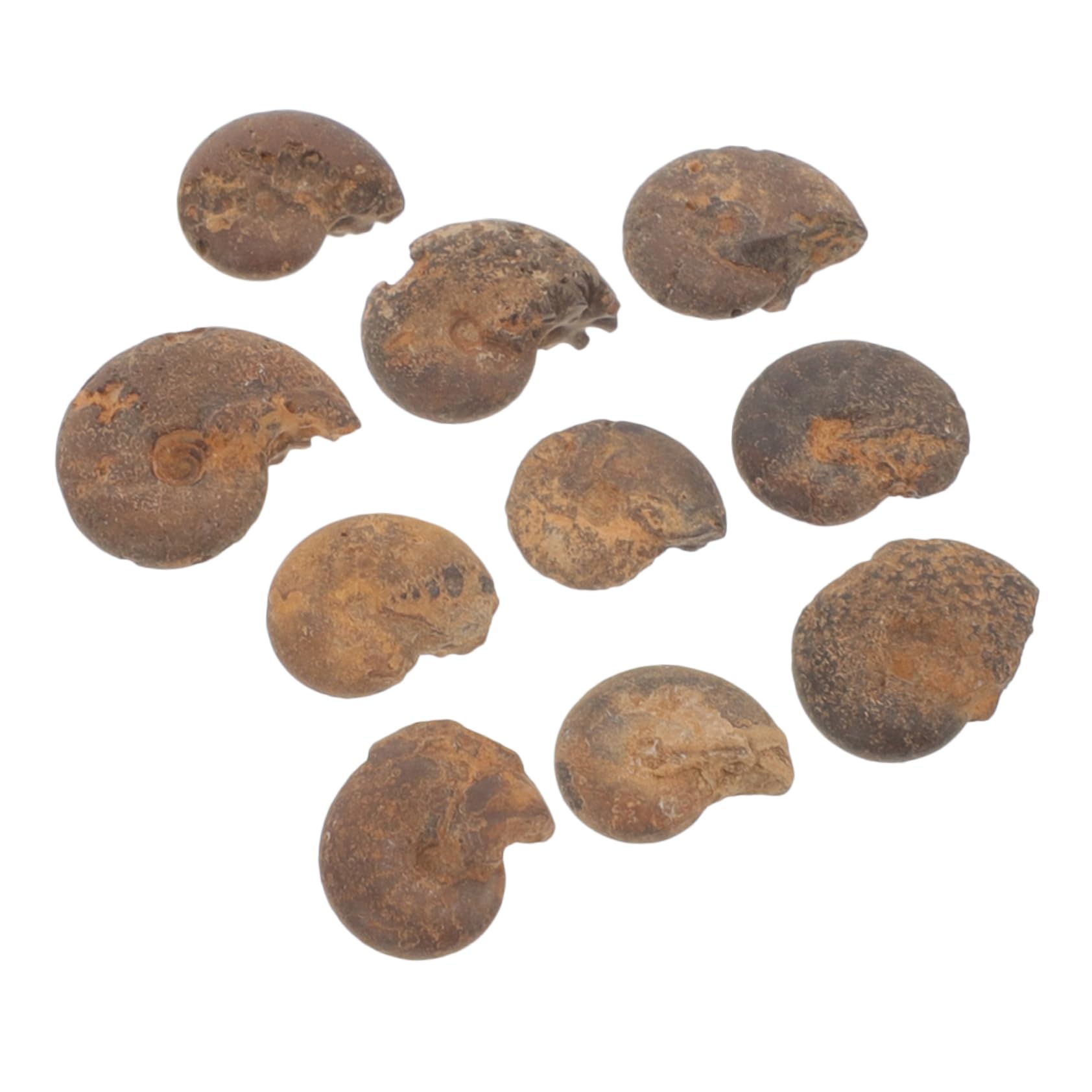 CATIEBYE 10pcs Ammonite Ammonite Specimen Educational Ammonite Adornment Models for Collection Fun Ammonite Models Educational Ammonite Model Models Ornament Models for Children