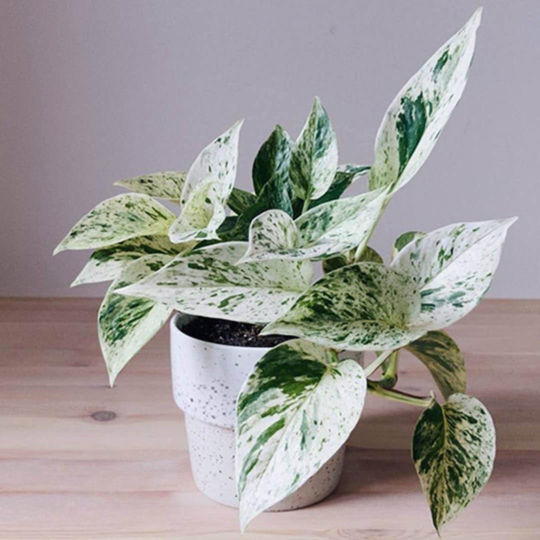 MARBLE QUEEN POTHOS/BUY MONEY PLANT (ORGANIC) (B0CJPX24DP) Amazon Price History, Amazon Price Tracker