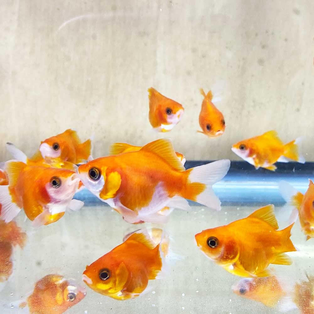 Amazon | 【生体】【国産】福だるま 1匹 5cm前後 金魚 emuwai | emuwai