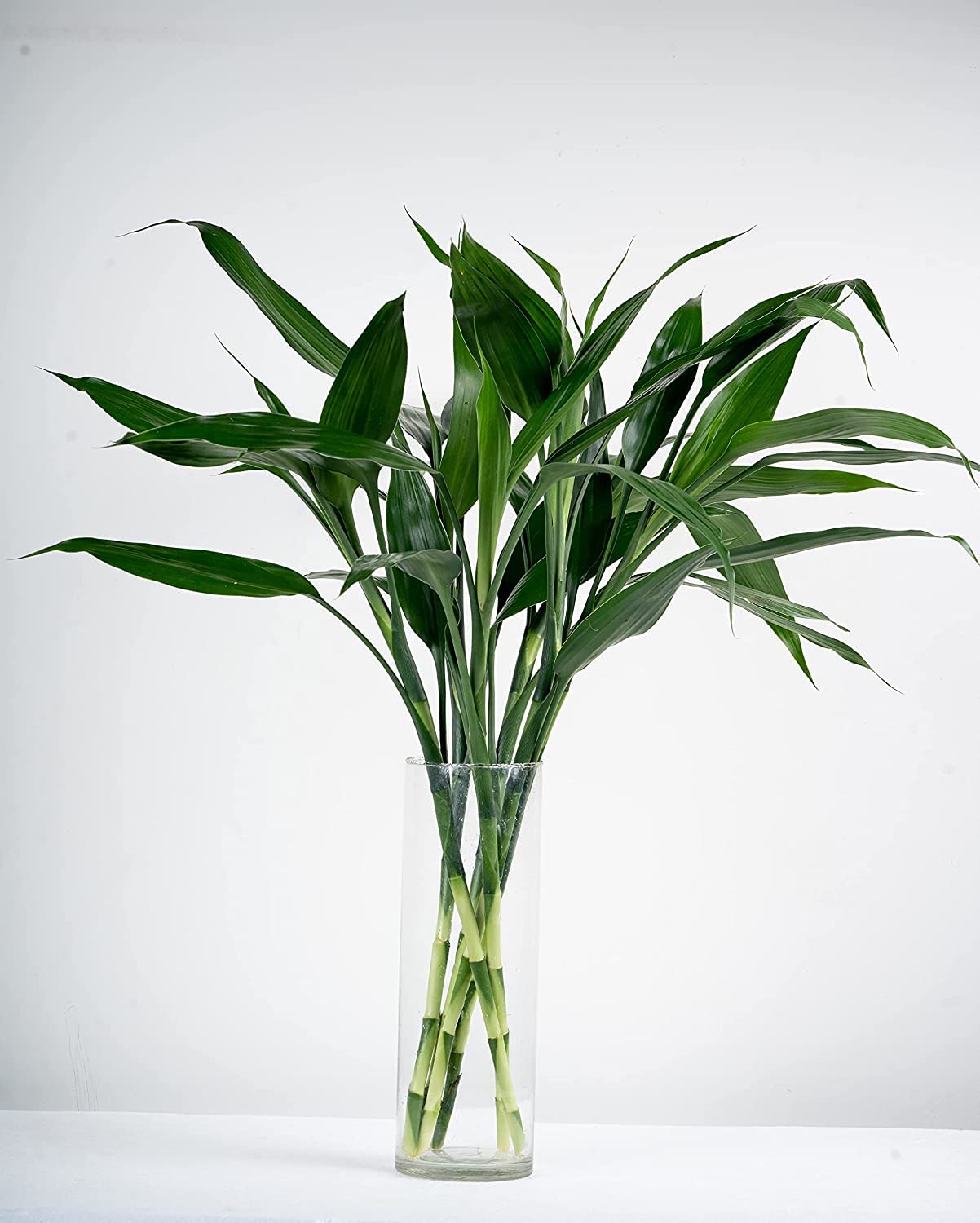 U9G Lucky Bamboo Straight Sticks 60 cm Live Plant (Pack of 4) (B0BW5YZFZC) Amazon Price History, Amazon Price Tracker