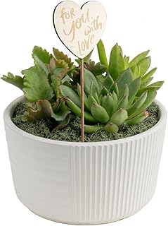 Costa Farms Mini Succulent Live Plants in Decorative Garden Pot, Easy to...